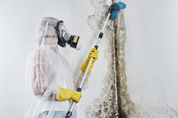 Best Office Mold Removal Services  in Lifornia City, CA