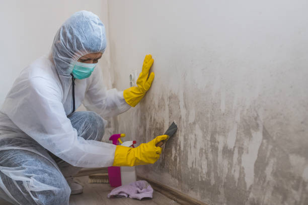 Best Mold Testing  in Lifornia City, CA