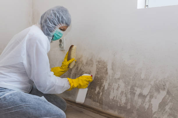 Best Mold Remediation  in Lifornia City, CA