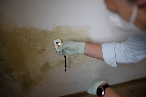 Best Mold Damage Repair  in Lifornia City, CA