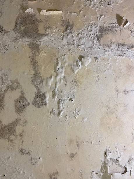 Best Mold Removal Near Me  in Lifornia City, CA