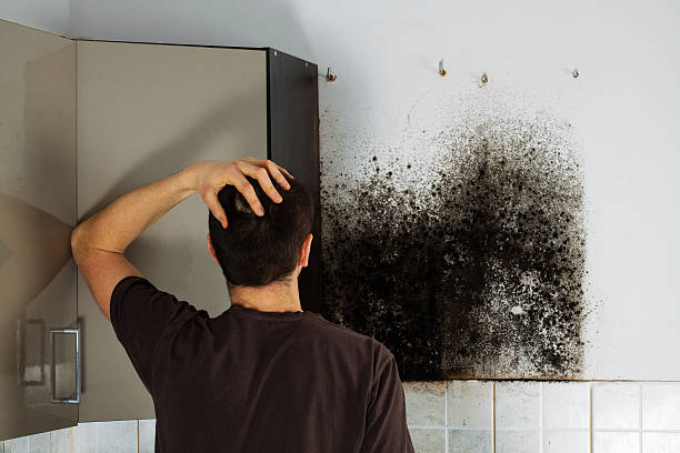 Best Professional Mold Removal  in Lifornia City, CA