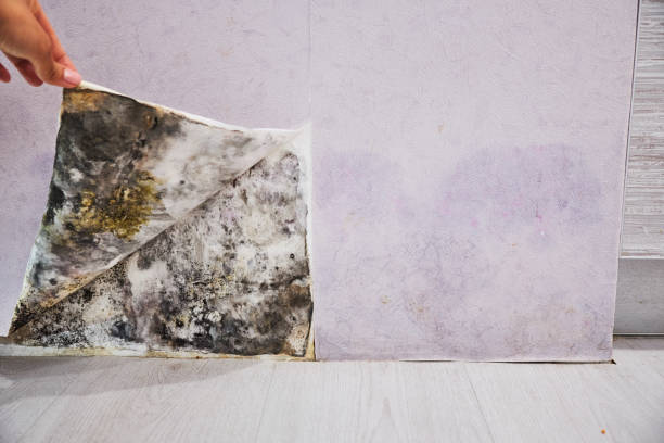 Best Mold Removal Company Near Me  in Lifornia City, CA